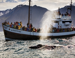 Whale watching - GJ Travel